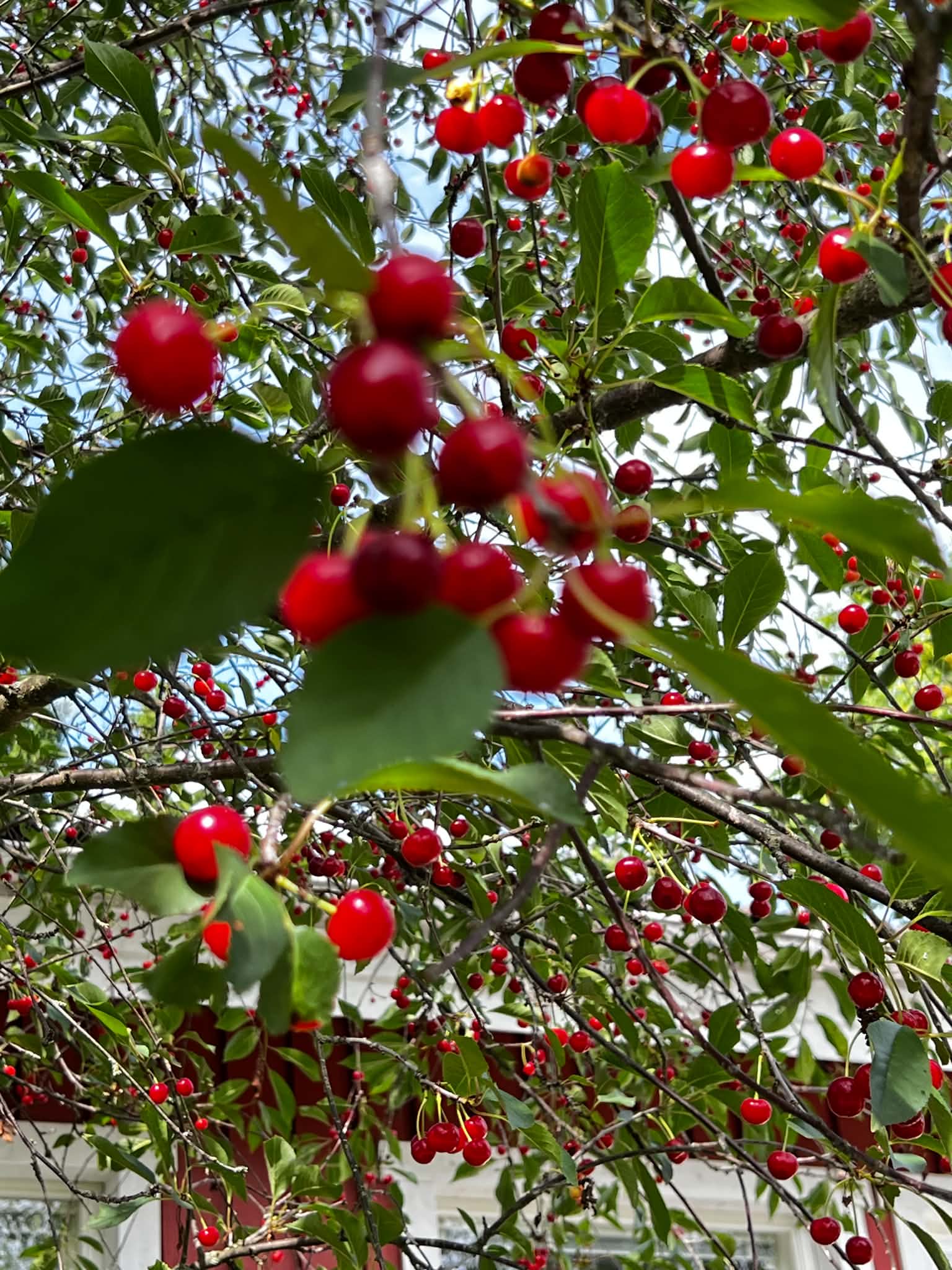 Kesäpäivä, joka mahtuu hillopurkkiin 🍒🍓