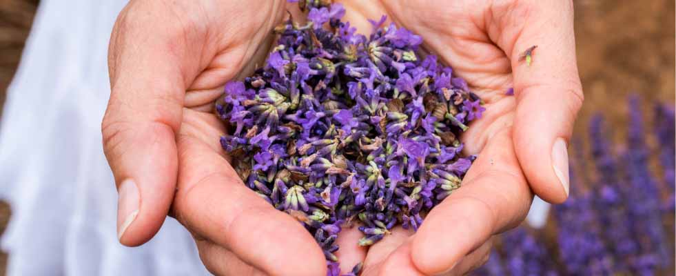 Laventeli verrattuna hybridilaventeliin - laventelin historiaa